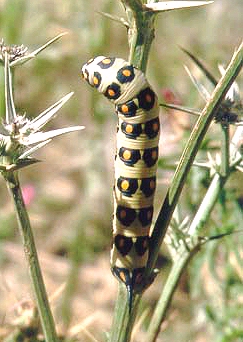 Pale larval form of Hyles nicaea castissima, High Atlas mountains, Morocco. Photo: &copy; Brigitte Gennin.