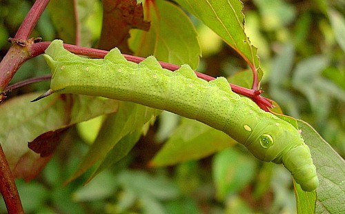 Full-grown green form larva of Hippotion celerio, Malta. Photo: &copy; Tony Pittaway