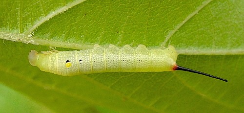 Second instar larva of Hippotion celerio, Malta. Photo: &copy; Tony Pittaway.