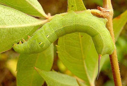 Fourth instar larva of Hippotion celerio, Malta. Photo: &copy; Tony Pittaway.