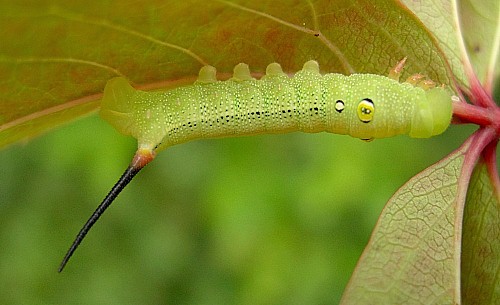 Immature fourth instar larva of Hippotion celerio, Malta. Photo: &copy; Tony Pittaway.
