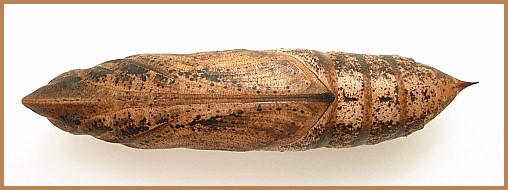 Pupa of Hippotion celerio (ventral view), Malta. Photo: &copy; Tony Pittaway