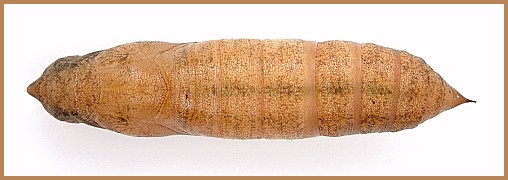 Pupa of Hippotion celerio (dorsal view), Malta. Photo: &copy; Tony Pittaway