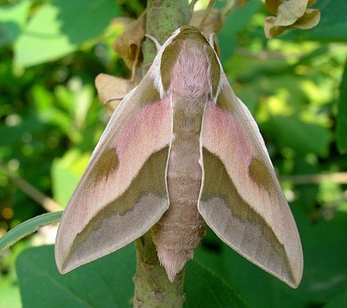 Male Hyles centralasiae, Kyrgyzstan. Photo: &copy; Tony Pittaway.