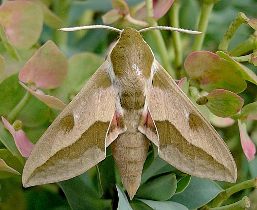 Male Hyles centralasiae, Kyrgyzstan. Photo: &copy; Tony Pittaway.