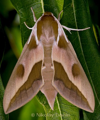 Female Hyles centralasiae, Ak-Tam, Jalal-Abad Oblast, Kyrgyzstan, August 2019. Photo: &copy; Nikolay Ivshin.