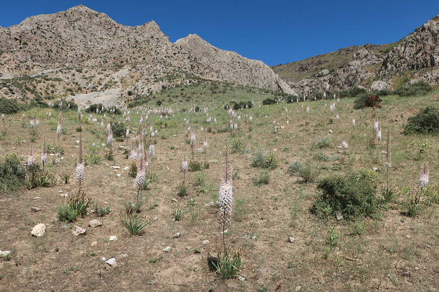 Typical habitat of Hyles centralasiae with Eremurus olgae, Urgut district, Samarkand region, Uzbekistan, 14.vi.2022. &copy; Vyacheslav Ivonin & Natalie Ivonina.