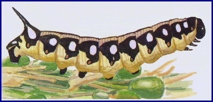 Final instar dark form larva of Hyles siehei, Turkey. Image: &copy; Tony Pittaway.