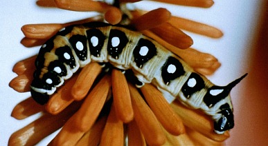 Larva of Hyles siehei on Kniphofia in a garden, Turkey. Photo: &copy; E. A. Loeliger.