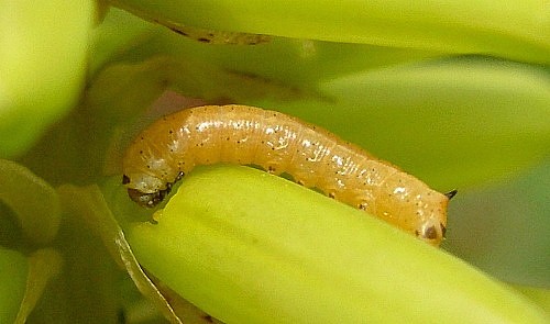 First instar larva of Hyles centralasiae, Kyrgyzstan. &copy; Tony Pittaway.