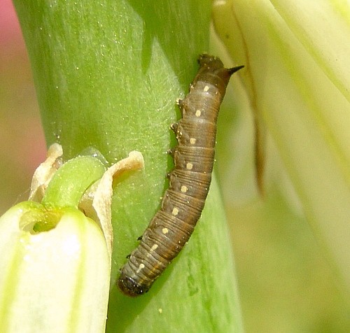 Second instar larva of Hyles centralasiae, Kyrgyzstan. &copy; Tony Pittaway.