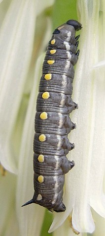 Third instar dark form larva of Hyles centralasiae, Kyrgyzstan. &copy; Tony Pittaway.
