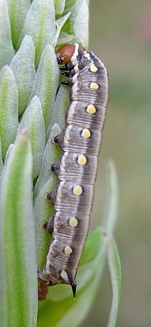 Third instar intermediate form larva of Hyles centralasiae, Kyrgyzstan. &copy; Tony Pittaway.