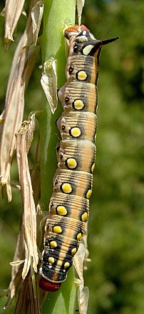 Fourth instar intermediate form larva of Hyles centralasiae, Kyrgyzstan. &copy; Tony Pittaway.