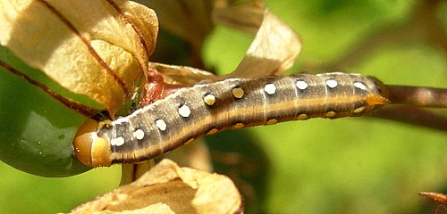 Third instar pale form larva of Hyles centralasiae in typical feeding position, Kyrgyzstan. &copy; Tony Pittaway.
