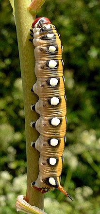 Final instar intermediate form larva of Hyles centralasiae, Kyrgyzstan. &copy; Tony Pittaway.