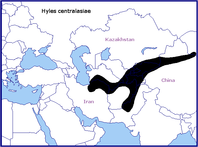 Global distribution of Hyles centralasiae. Map: &copy; Tony Pittaway.