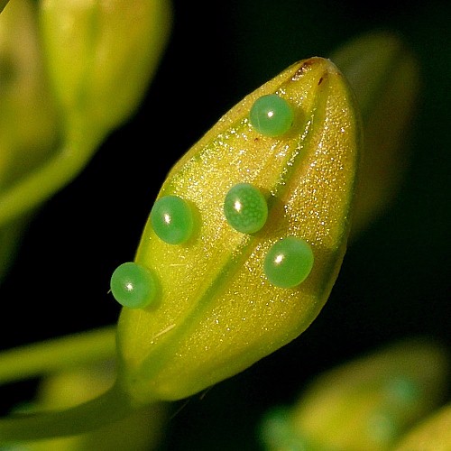 Eggs of Hyles centralasiae, Kyrgyzstan (late afternoon sun). Photo: &copy; Tony Pittaway.