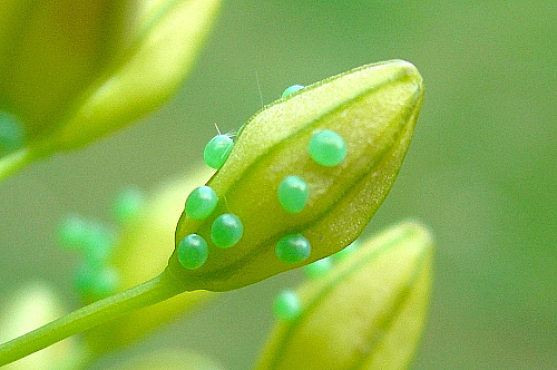 Eggs of Hyles centralasiae, Kyrgyzstan (midday sun). Photo: &copy; Tony Pittaway.