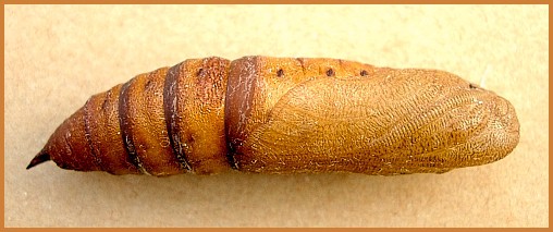 Pupa of Hyles centralasiae, Kyrgyzstan. Photo: &copy; Tony Pittaway.