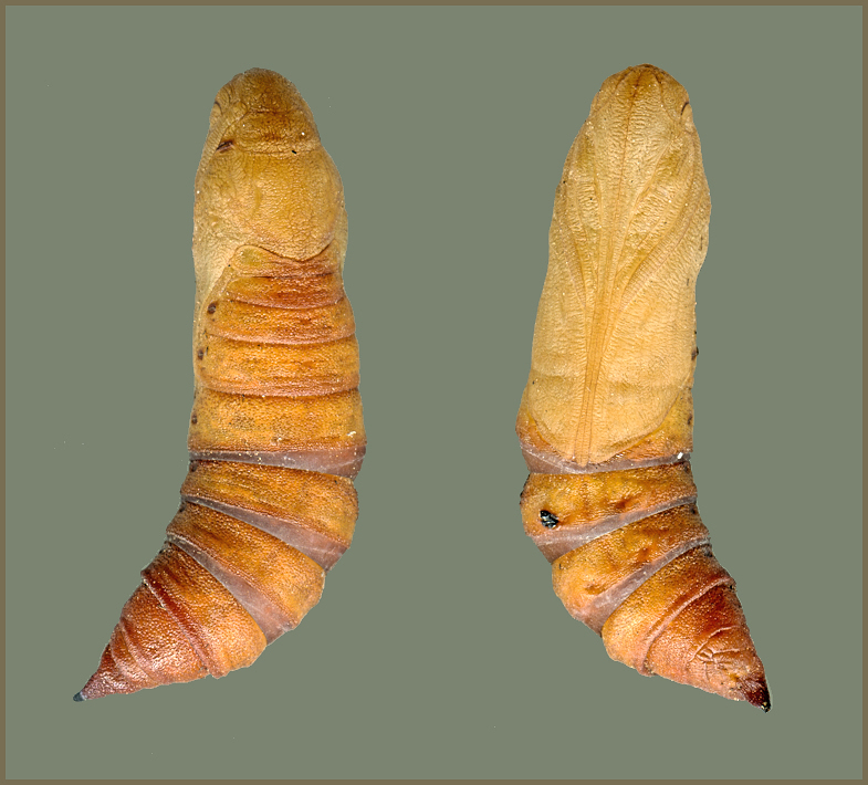 Pupa of Hyles centralasiae, SE Kazakhstan, bred 2019. Photo: &copy; Pascal R&eacute;gnier.