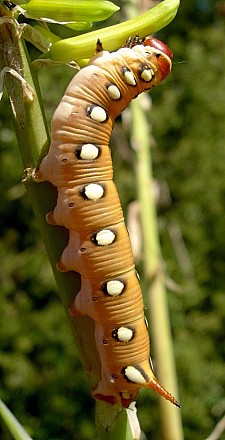 Final instar pale form larva of Hyles centralasiae, Kyrgyzstan. &copy; Tony Pittaway.
