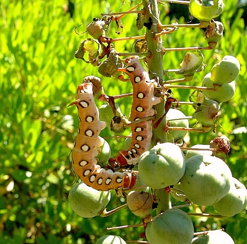 Final instar pale form larvae of Hyles centralasiae in typical resting posture, Kyrgyzstan. &copy; Tony Pittaway.