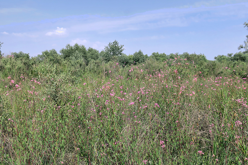 Habitat of Hyles chamyla with Apocynum scabrum, Tigrovaya Balka Nature Reserve, southern Tajikistan, 12.vi.2025. Photo: &copy; Vyacheslav Ivonin and Yanina Ivonina.