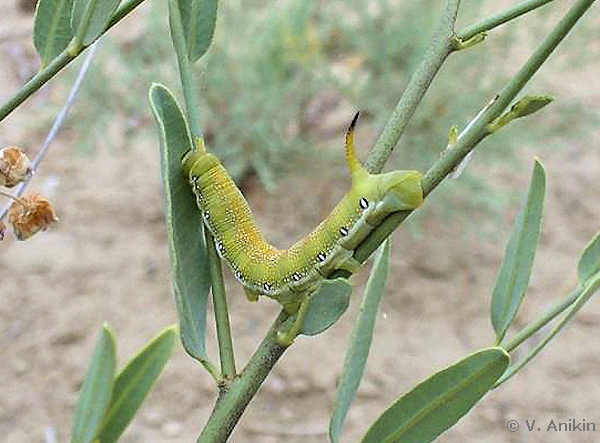 Full-grown larva of Hyles chamyla on Apocynum pictum, 15 km S of Bulgan somon, Uvhod-Ula Mts., Dzhungarian Gobi, Khovd Province, Mongolia, 11.vii.2007. Photo: &copy; V. Anikin.