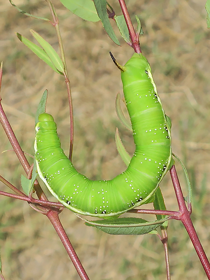 Full-grown lime-green form larva of Hyles chamyla on Apocynum scabrum, Tigrovaya Balka Nature Reserve, southern Tajikistan, 12.vi.2025. Photo: &copy; Vyacheslav Ivonin and Yanina Ivonina.