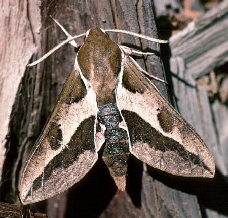 Adult of Hyles euphorbiae ?conspicua, Asir National Park, Asir Mountains, SW Saudi Arabia. Photo: &copy; Tony Pittaway.