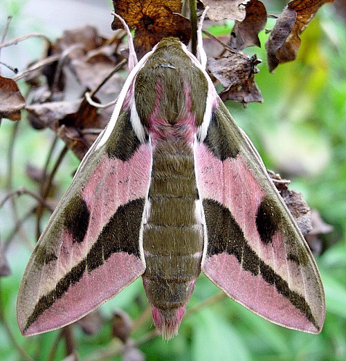 Male Hyles euphorbiae conspicua, Yesiloz, near Alanya, southern Turkey. Photo: &copy; Tony Pittaway