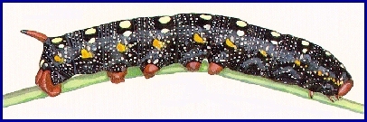 Dark larval form of Hyles euphorbiae ?conspicua, Asir National Park, Asir Mountains, SW Saudi Arabia. Image: &copy; Tony Pittaway.