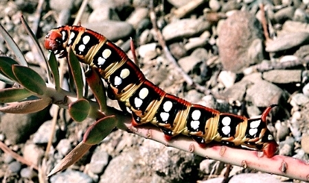 Normal light larval form of Hyles euphorbiae conspicua, Izmir, western Turkey; on Euphorbia pontica. Photo: &copy; Tony Pittaway.