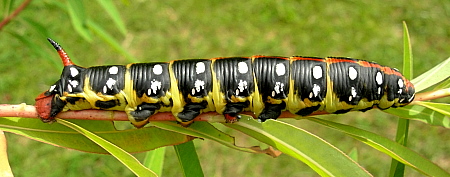 Normal dark larval form of Hyles euphorbiae conspicua, Alanya, southern Turkey. Photo: &copy; Tony Pittaway.