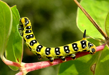 Third instar larva of Hyles euphorbiae conspicua, Anatolia, Turkey. Photo: &copy; Tony Pittaway.