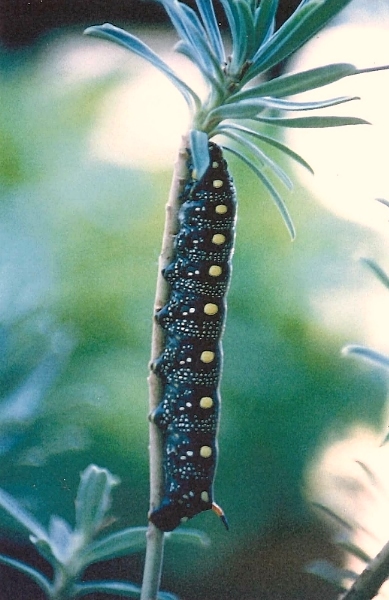 Black larval form of Hyles euphorbiae conspicua, 20 km N Antalya (500m alt.), southern Turkey, v.1996. Photo: &copy; Pascal R&eacute;gnier.