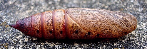 Pupa of Hyles euphorbiae conspicua, Turkey. Photo: &copy; Tony Pittaway.
