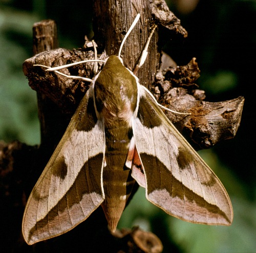 Adult Hyles 'cretica', Crete, Greece. Photo: &copy; Jan Meerman.