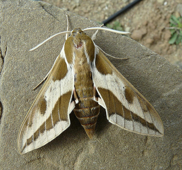 Male Hyles 'cretica', Melambes, Crete, Greece, 5.iii.2010. Photo: &copy; Paul Fontaine.