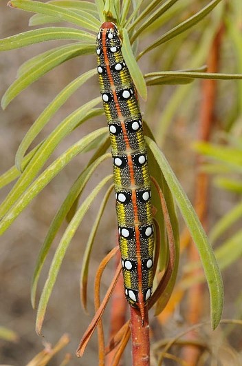 Full-grown larva of Hyles 'cretica', Akrotiri (nr. Souda harbour), Crete, Greece, 20.x.2010. Photo: &copy; 'Kritione'.
