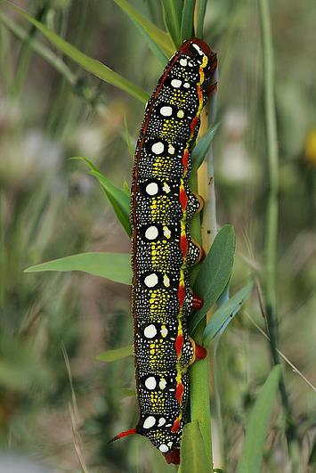Full-grown larva of Hyles 'cretica', Paradisi, Rhodes Island, Greece, 2008. Photo: &copy; Patricia Fenn.