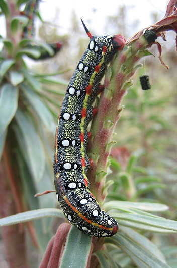 Full-grown larva of Hyles 'cretica', near Hersonissos, Crete, Greece. Photo: &copy; Kees Jan van Zwienen.