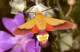 Adult Hemaris croatica croatica. Photo: &copy; Paolo Mazzei.