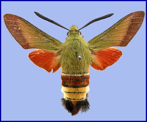 Adult Hemaris croatica croatica, Rostov, Russia. Photo: &copy; A. Poltavsky.