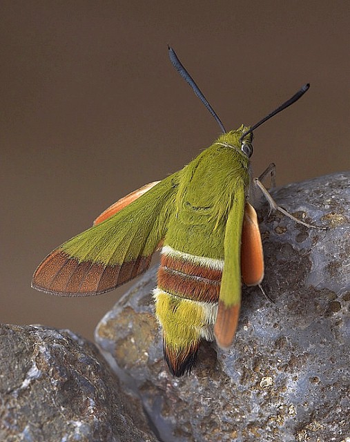 Adult Hemaris croatica croatica, Tarkhankut, Crimea, Ukraine. Photo: &copy; Nickolai Ivshin.