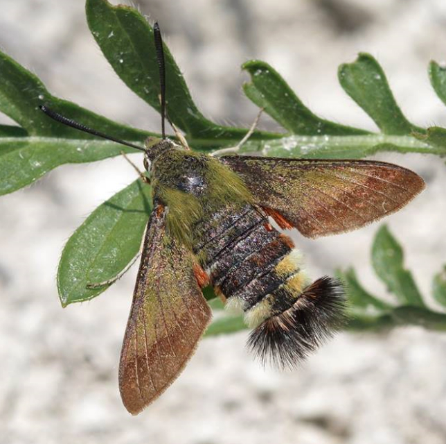 Very worn adult of Hemaris croatica, Olkhovsky District, Volgograd region, Russia, 8.06.2009. Photo: &copy; Evgenij Komarov.