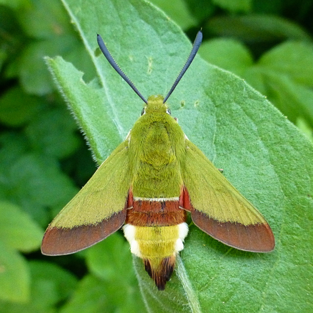 Male Hemaris croatica croatica, Crimea, Ukraine, bred 2017/18, leg. Serge Yevdoshenko. Photo: &copy; Tony Pittaway.