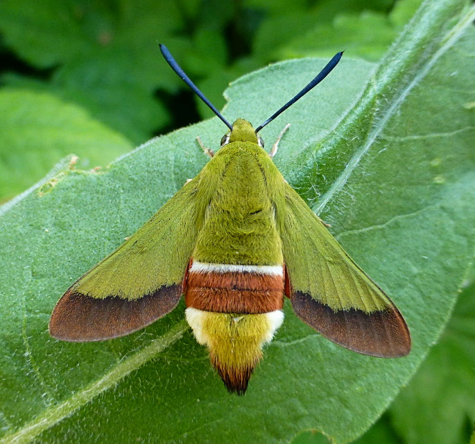 Female Hemaris croatica croatica, Crimea, Ukraine, bred 2017/18, leg. Serge Yevdoshenko. Photo: &copy; Tony Pittaway.