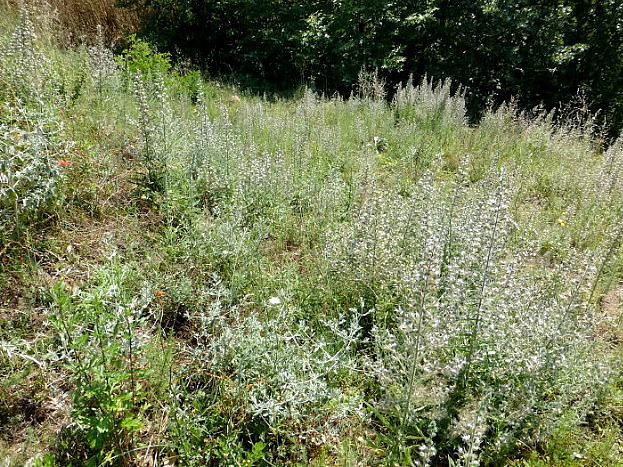 Typical nectaring site of Hemaris croatica croatica, with pale bugloss (Echium italicum), Lake Kerkini area, northern Greece. Photo: &copy; Tony Pittaway.